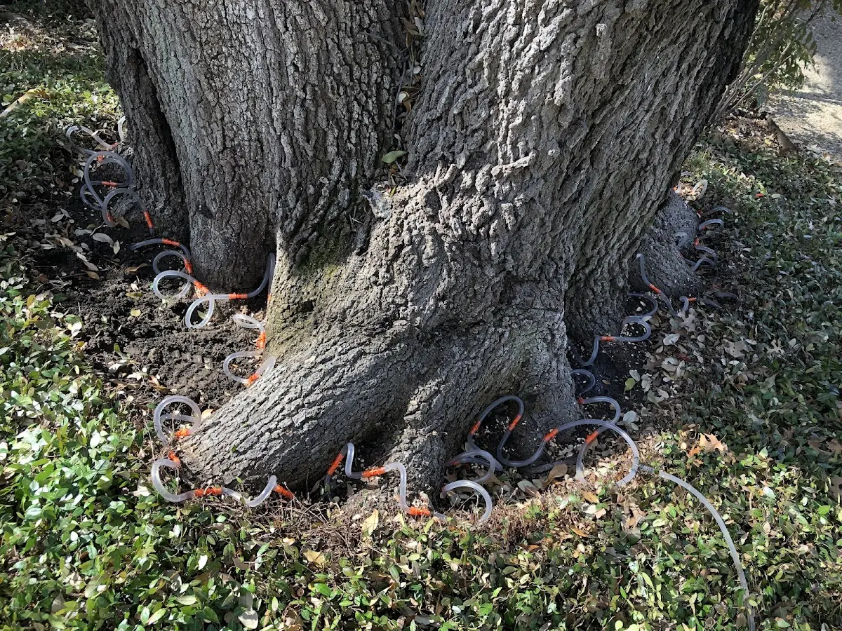 Detailed Tree Cabling and Bracing job site in College Springs