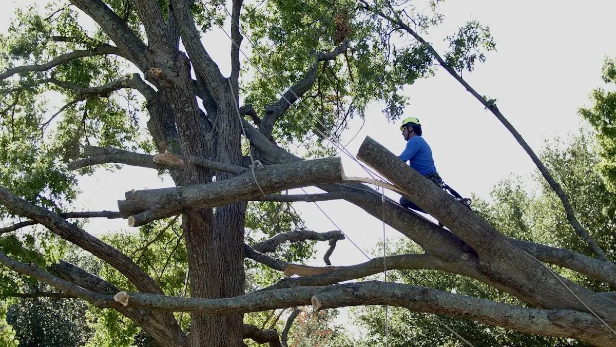 Professional Crown Thinning performed by certified arborists in College Springs