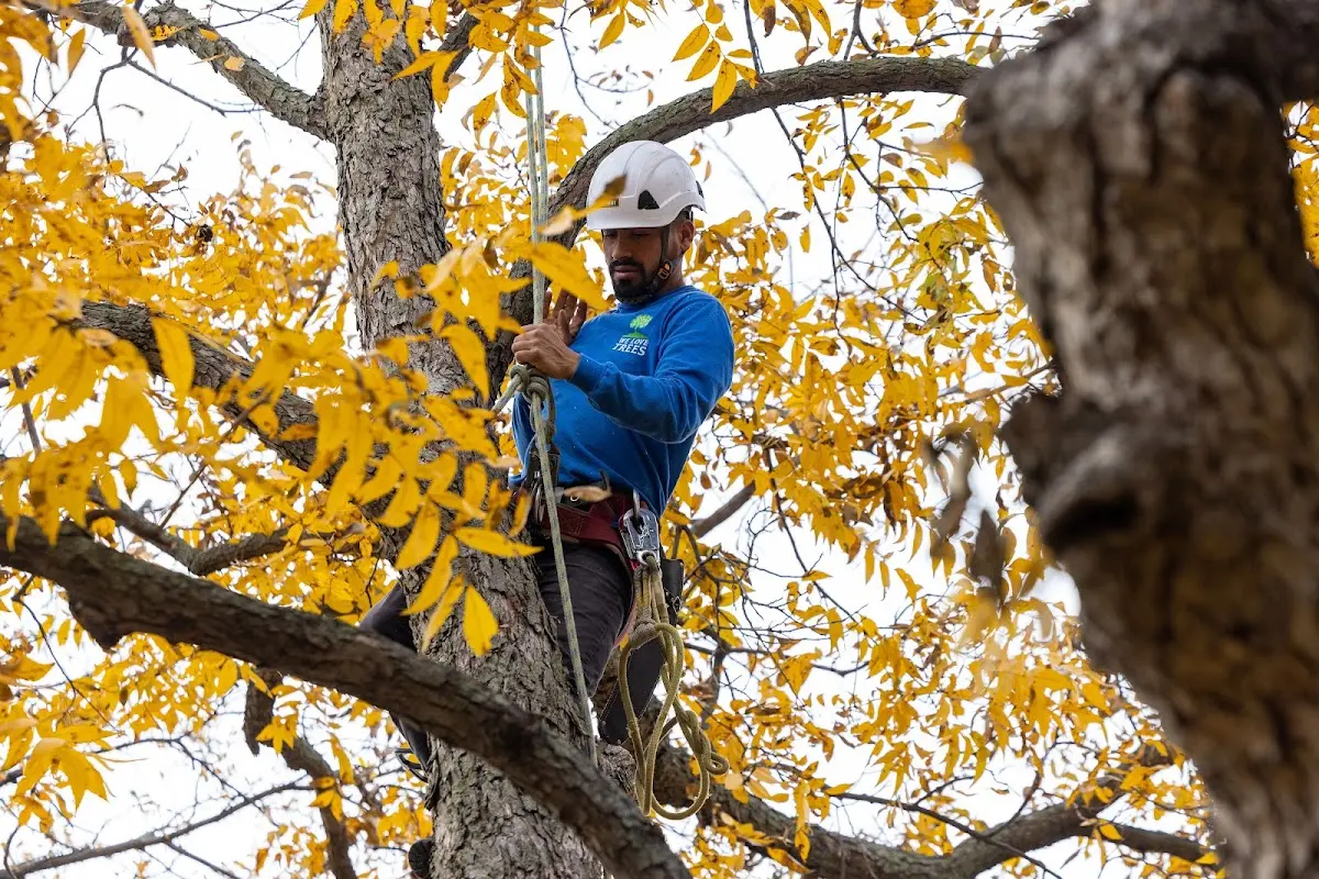 Skilled Tree Pruning crew working in College Springs