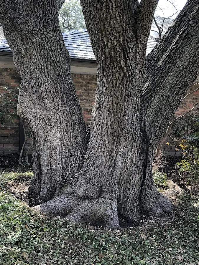 Mature heritage tree close to a College Springs property cared for by certified arborists